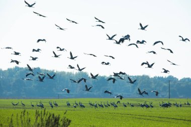 Göç eden gri balıkçıl sürüsü mavi gökyüzünde. Mavi doğa arkaplanı