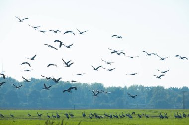 Göç eden gri balıkçıl sürüsü mavi gökyüzünde. Mavi doğa arkaplanı