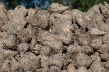 Akşam güneşinin sıcacık ışığında toplanmış bir yığın şekerpancarının yanına.