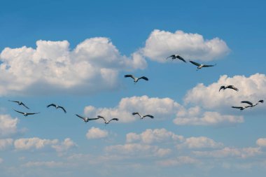 Göç eden gri balıkçıl sürüsü mavi gökyüzünde. Mavi doğa arkaplanı