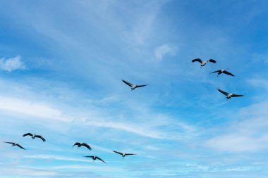 Göç eden gri balıkçıl sürüsü mavi gökyüzünde. Mavi doğa arkaplanı