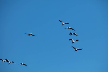 Göç eden gri balıkçıl sürüsü mavi gökyüzünde. Mavi doğa arkaplanı