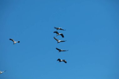 Göç eden gri balıkçıl sürüsü mavi gökyüzünde. Mavi doğa arkaplanı