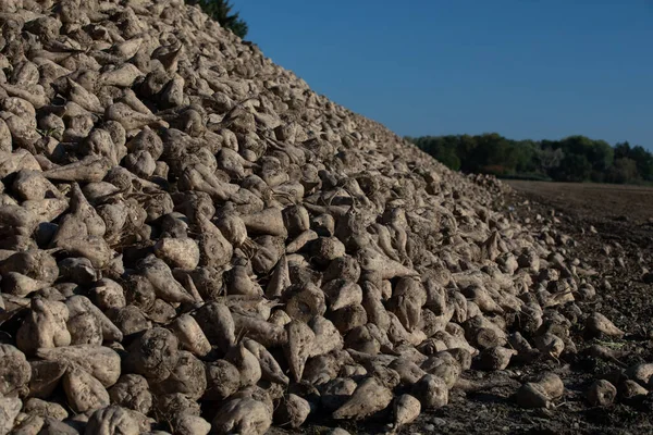 Close up of a big pile of harvested fodder sugar beets in the warm light of the evening sun