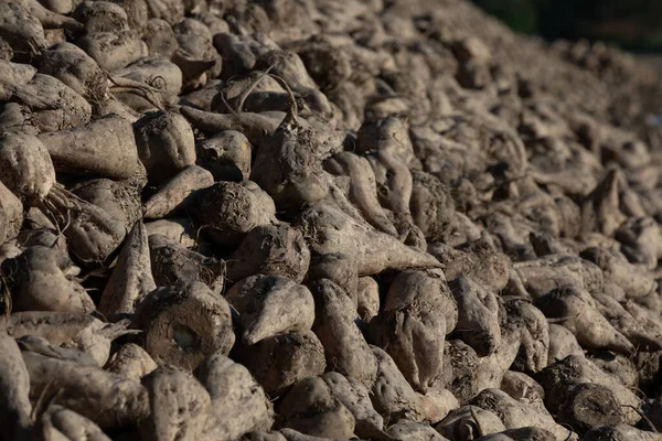 Close up of a big pile of harvested fodder sugar beets in the warm light of the evening sun