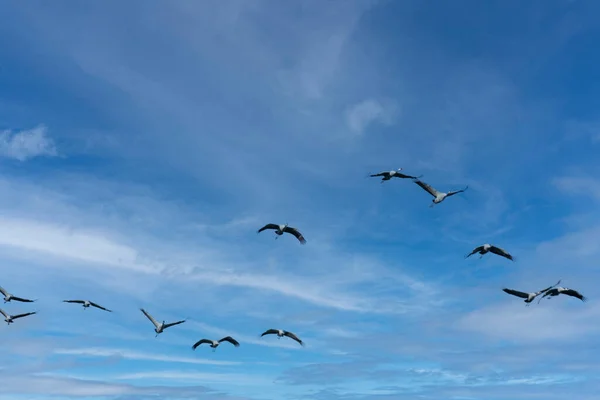 Flock Migrating Grey Herons Blue Sky Blue Nature Background — Stock Photo, Image