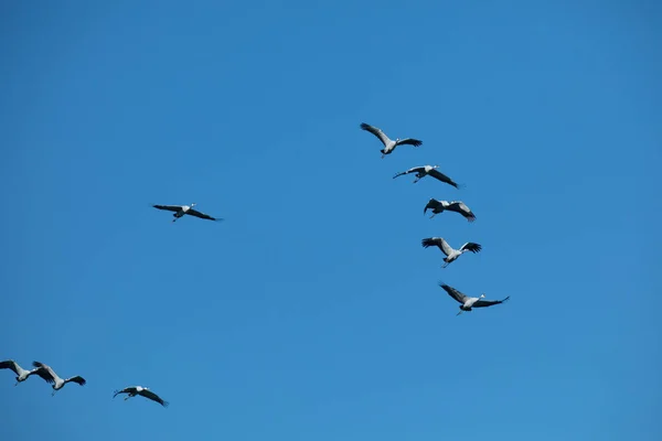 stock image Flock of migrating Grey herons in the blue sky. Blue nature background