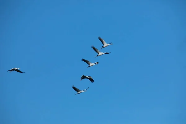 stock image Flock of migrating Grey herons in the blue sky. Blue nature background