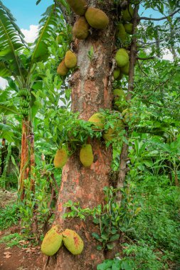 Jackfruit adlı Afrika yaz meyveleri. Bilimsel adı Artocarpus heterophyllus Jackfruit. Kapat.