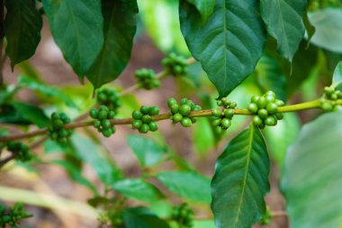 Tarım konsepti. Meyveler Parşömen kahvesi, Arabika kahvesi, yeşil Arabika kahve çekirdekleri ve kahve ağacında olgunlaşan Arabika kahvesi şeklinde işlenmek üzere toplanır.