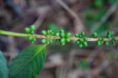 Tarım konsepti. Meyveler Parşömen kahvesi, Arabika kahvesi, yeşil Arabika kahve çekirdekleri ve kahve ağacında olgunlaşan Arabika kahvesi şeklinde işlenmek üzere toplanır.