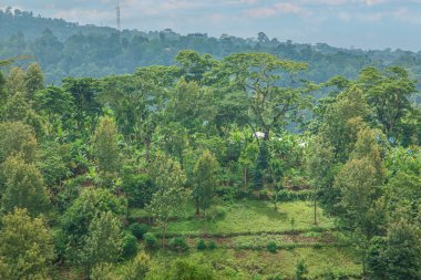 Güzel yemyeşil Batı Afrika yağmur ormanları Kilimanjaro dağının yamaçlarındaki Tanzanya 'da gün batımında