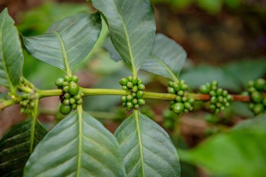 Tarım konsepti. Meyveler Parşömen kahvesi, Arabika kahvesi, yeşil Arabika kahve çekirdekleri ve kahve ağacında olgunlaşan Arabika kahvesi şeklinde işlenmek üzere toplanır.