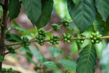 Tarım konsepti. Meyveler Parşömen kahvesi, Arabika kahvesi, yeşil Arabika kahve çekirdekleri ve kahve ağacında olgunlaşan Arabika kahvesi şeklinde işlenmek üzere toplanır.