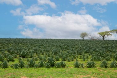 Afrika 'daki yeşil ananas tarlaları ve mavi gökyüzü