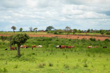 Afrika 'nın otlak köyünde otlayan bir grup inek.