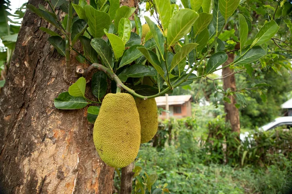 African summer fruits named Jackfruit scientific name Artocarpus heterophyllus Jackfruit hanging on jackfruit tree. Close up