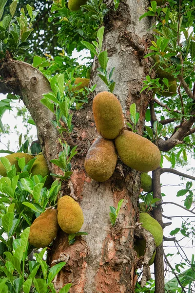 Frutas Verão Africanas Chamado Jackfruit Nome Científico Artocarpus Heterophyllus Jackfruit — Fotografia de Stock