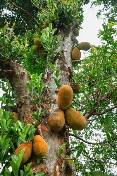 African summer fruits named Jackfruit scientific name Artocarpus heterophyllus Jackfruit hanging on jackfruit tree. Close up
