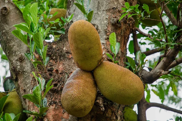 Africké Letní Plody Názvem Jackfruit Vědecké Jméno Artocarpus Heterophyllus Jackfruit — Stock fotografie