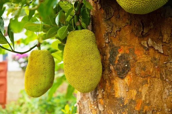 Frutas Verão Africanas Chamado Jackfruit Nome Científico Artocarpus Heterophyllus Jackfruit — Fotografia de Stock