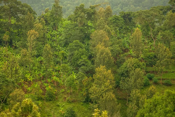 Wunderschöner Grüner Westafrikanischer Regenwald Bei Herrlichem Sonnenuntergang Tansania Den Hängen — Stockfoto