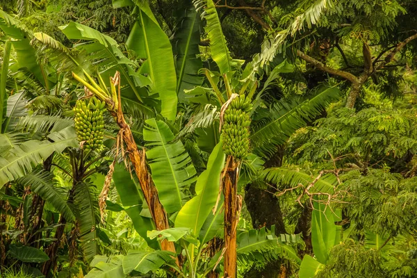 Bananier Avec Grand Bouquet Babanes Vertes Dans Une Forêt Tropicale — Photo