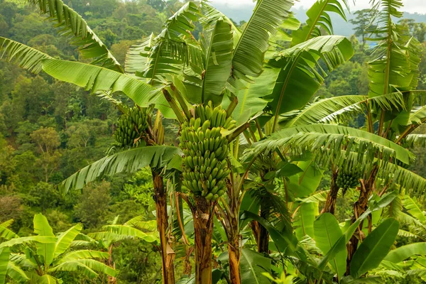 Bananier Avec Grand Bouquet Babanes Vertes Dans Une Forêt Tropicale — Photo