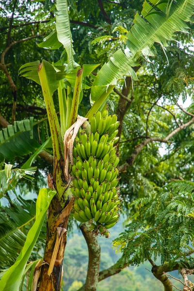 Plátano Con Gran Manojo Babanas Verdes Una Selva Tropical Africana — Foto de Stock