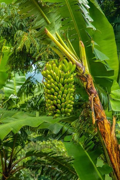 banana tree with a big bunch of green babanas in a green african rain forest