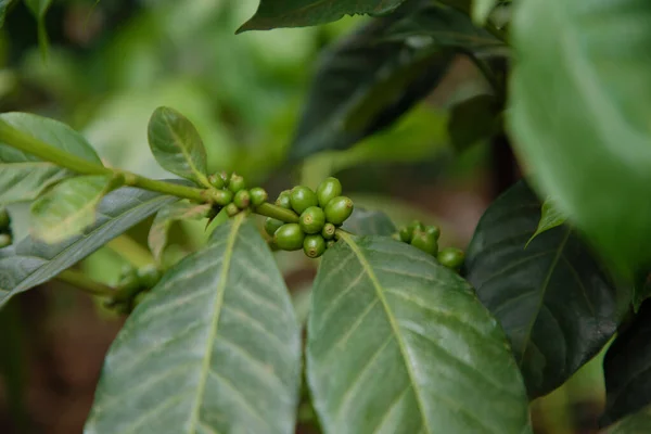 stock image agriculture concept The berries are harvested to be processed into Parchment coffee, Arabica coffee.Green arabica coffee beans and arabica coffee berries riping at the cofee tree