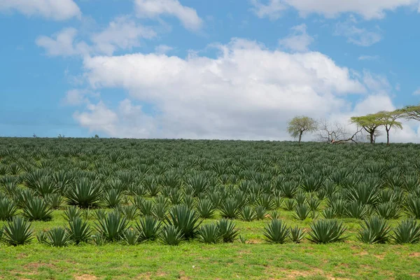 stock image view on the green Pineapple fields and blue sky in Africa