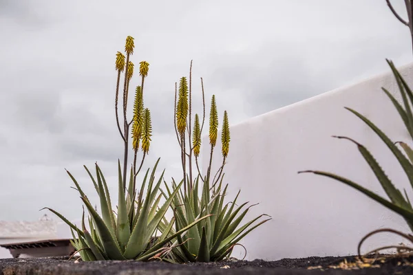 İspanya 'da kozmetik cilt bakımı için kullanılan çiçek açan aloe vera bitkisi. Sağlıklı kozmetik bitki konsepti
