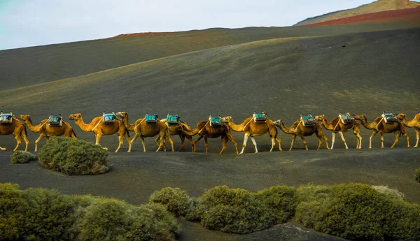 caravan of camels of packs with riders and a driver goes on a desert in the afternoon in good sunny weather. Travel concept
