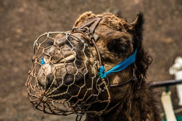 Retrato Camelo Olhar Perto Câmera Conceito Viagem — Fotografia de Stock