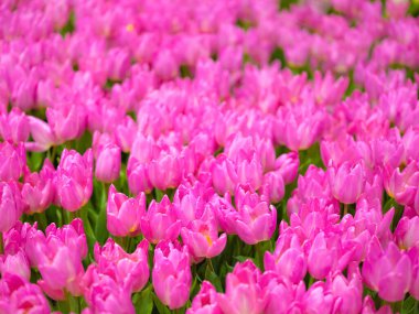 Pembe laleler yakın plan. Taze bahar çiçekleri yatay çiçek posteri duvar kağıdı çiçek laleleri konseptinde