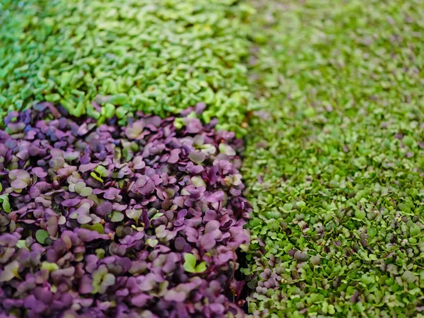 マイクログリーンのさまざまなタイプのクローズアップトップビュー エコビーガン健康的なライフスタイルバイオバナー 緑の自然な背景のテクスチャ ビタミンアミノ酸有機スーパーフードの概念の利点 — ストック写真