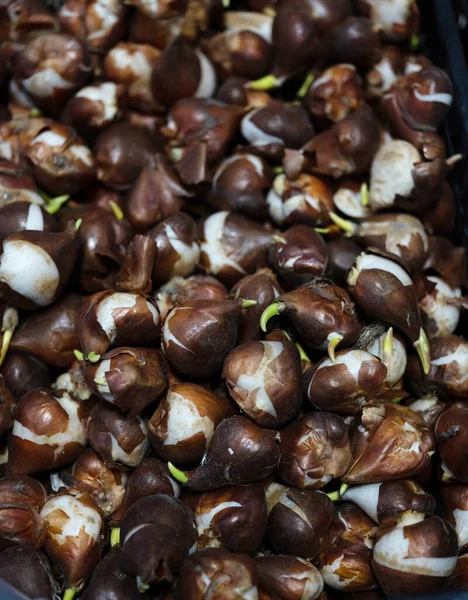 Baharda bahar sezonu için hazırlık, laleler ve nergis soğanları. Çiçekli bahçe konsepti