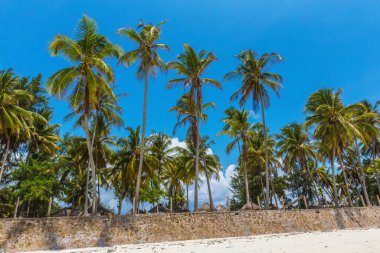 Tropik sahilde palmiye ağaçları mavi gökyüzüne karşı, arka planda kopya alanı var. Seyahat kavramı.
