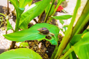 Büyük kahverengi salyangoz Achatina fulica dev Afrika salyangozu. Lissachatina fulica yeşil yaprak boynuzları üzerinde sürünür görünür, yakın plan. Seyahat ve hayvanlar konsepti