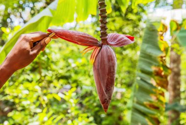 Siyah eli olan büyük bir muz çiçeği, seçici odaklanma, yakın plan. Seyahat ve vejetaryen konsepti