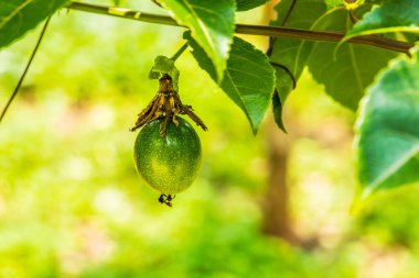 Çarkıfelek meyvesi ya da dalda yetişen Passiflora edulis. Egzotik vejetaryen ve seyahat kavramı