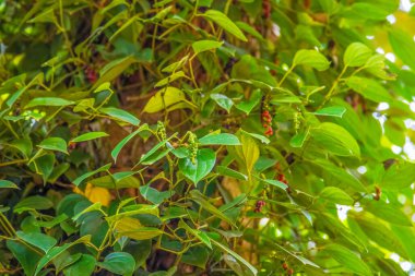 Afrika 'da yeşil yapraklı doğal biber bitkisi meyveleri yetişiyor. Yeşil arka plan. Doğal gıda ve seyahat konsepti