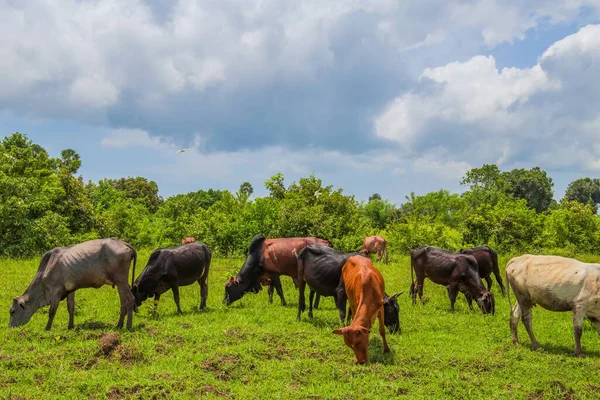 Ένα Κοπάδι Αφρικανικών Αγελάδων Βόσκει Στο Πράσινο Γρασίδι Γεωργία Είναι — Φωτογραφία Αρχείου