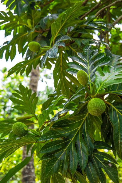 Chlebovník Artocarpus Altilis Šťavnatým Ovocem Africe Zelené Pozadí Velké Listy — Stock fotografie