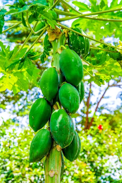 Papaya Frutta Albero Giardino Africa Natura Verde Fresco Viaggio Concetto — Foto Stock