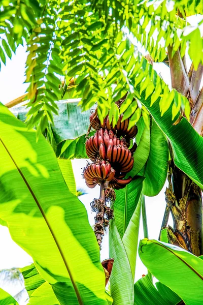 Namwa Plátanos Flores Plátano Selva Tropical Plantación Silvestre África Fondo — Foto de Stock