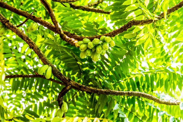 Fleur Gousse Cacao Fruitier Sur Fond Feuille Verte Voyage Concept — Photo