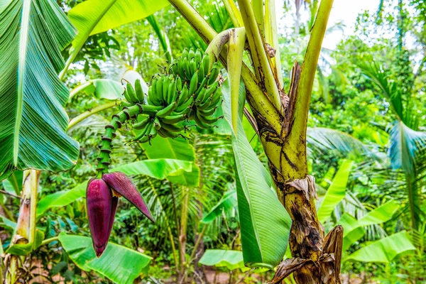 Bananas Bananeiras Florescem Floresta Tropical Plantação Selvagem África Fundo Natural — Fotografia de Stock