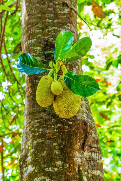 Jack Frutas Penduradas Árvores Jardim Frutas Tropicais Nutrição Vegetariana Conceito — Fotografia de Stock